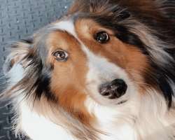 She had a female dog in her home who passed away in November 2019.